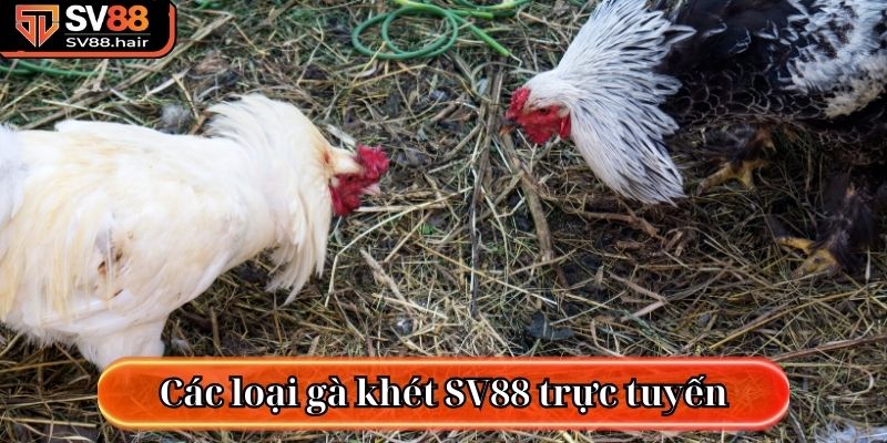 Đá Gà Khét SV88 - Tựa Game Chọi Kê Trực Tuyến Hấp Dẫn 3 Các loại gà khét SV88 trực tuyến hiện nay