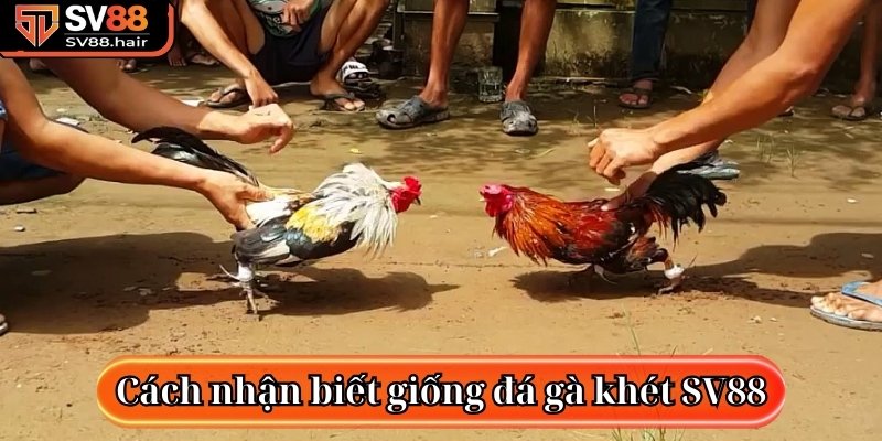 Đá Gà Khét SV88 - Tựa Game Chọi Kê Trực Tuyến Hấp Dẫn 4 Cách nhận biết giống đá gà khét SV88 trực tuyến