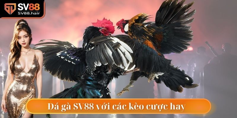 Đá Gà SV88 4 Đá gà SV88 với đa dạng loại kèo cược đặc sắc