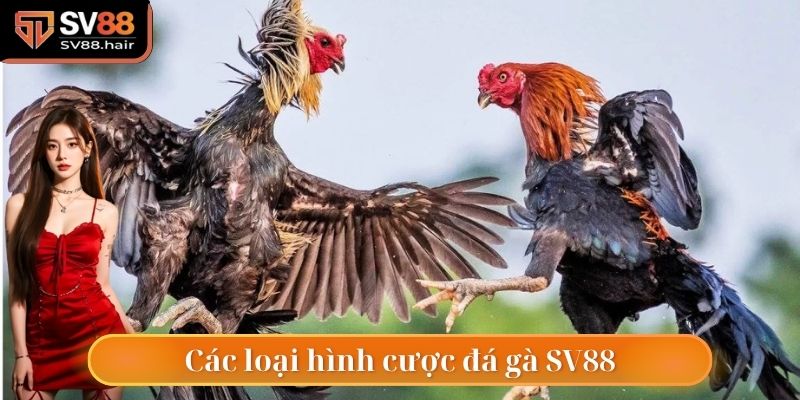 Đá Gà SV88 2 Những loại hình đặc biệt trong đá gà SV88