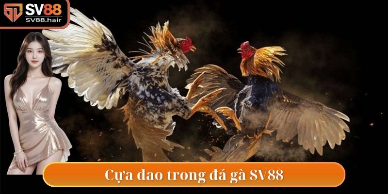 Đá Gà SV88 3 Thể loại cựa dao tại sân chơi đá gà SV88